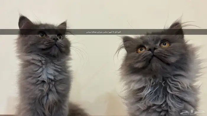 قطط كيتن للبيع 1