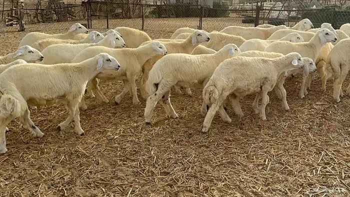 طليان كبار حقت مناسبات تبيض الوجه( تم البيع ) 0