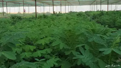 شتلات كميات واطوال ممتازة للمشاريع والافراد 5