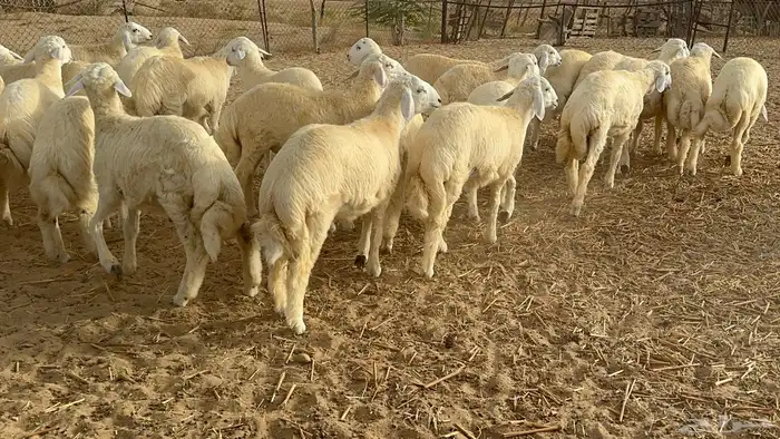 طليان كبار حقت مناسبات تبيض الوجه( تم البيع ) 4