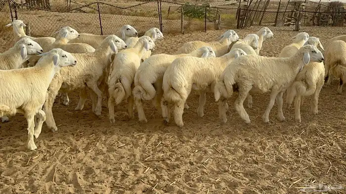 طليان كبار حقت مناسبات تبيض الوجه( تم البيع ) 3