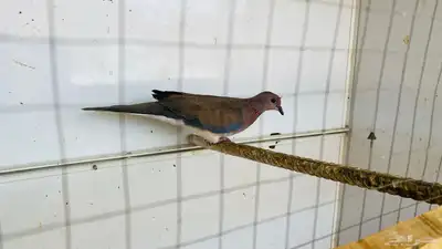 حمام ياكريم للبع 6 حبة 7