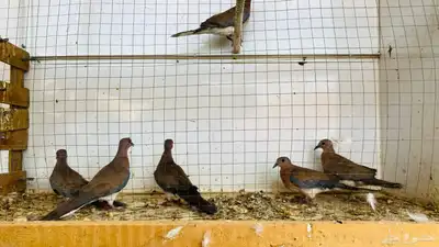 حمام ياكريم للبع 6 حبة 6