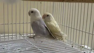 للبيع زوج او فرد روز نص ولافه الوان جميله 0
