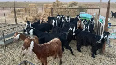 معزا عوارض 2