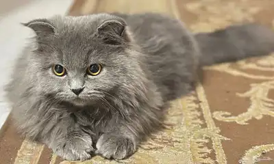 قطو للبيع 2