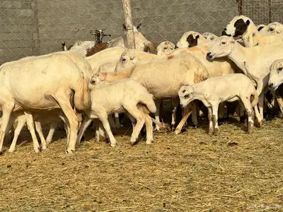 ضان رفيد صمع خصم مراح نظيف 9