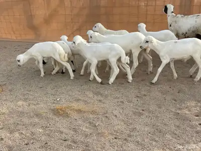 غنم رفيديات خلفات 9