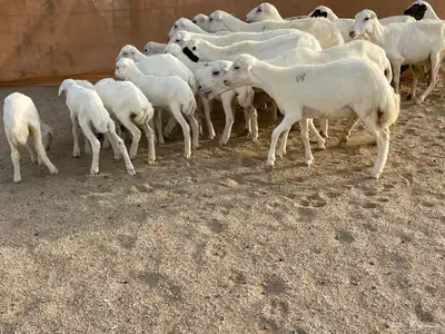 غنم رفيديات خلفات 10