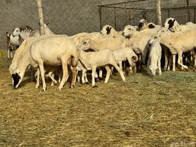 ضان رفيد صمع خصم مراح نظيف 7