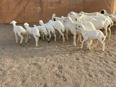 غنم رفيديات خلفات 11