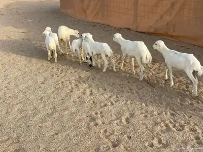 غنم رفيديات خلفات 5