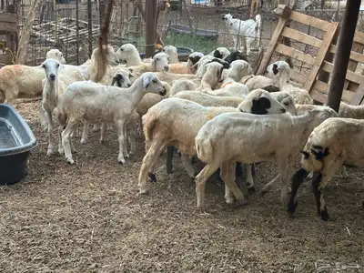 رخال رفيديات بلدي من 550 6