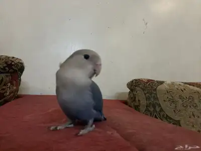 روز أليف فيشر جميل يجي معه أكله 6