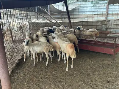 رخال رفيديات بلدي من 550 14