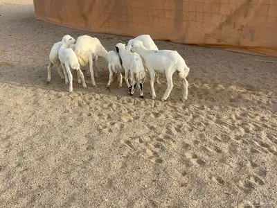 غنم رفيديات خلفات 6