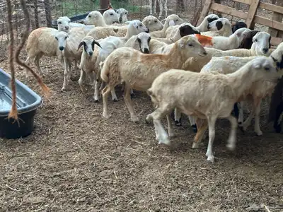 رخال رفيديات بلدي من 550 4