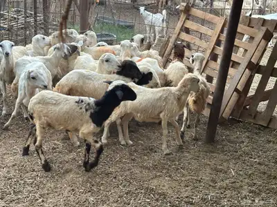 رخال رفيديات بلدي من 550 7