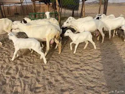 غنم رفيديات خلفات 13