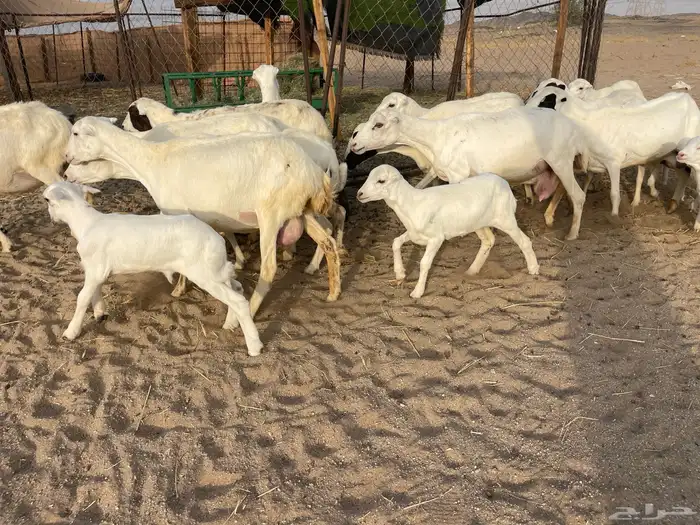 غنم رفيديات خلفات 13