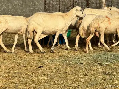 ضان رفيد صمع خصم مراح نظيف 1