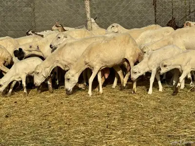 ضان رفيد صمع خصم مراح نظيف 14