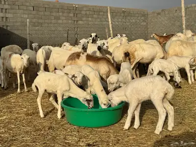 ضان رفيد صمع خصم مراح نظيف 20