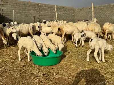 ضان رفيد صمع خصم مراح نظيف 17