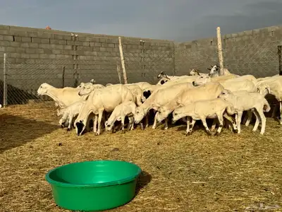 ضان رفيد صمع خصم مراح نظيف 13