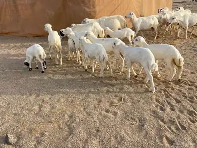 غنم رفيديات خلفات 0