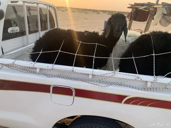 طليان 1