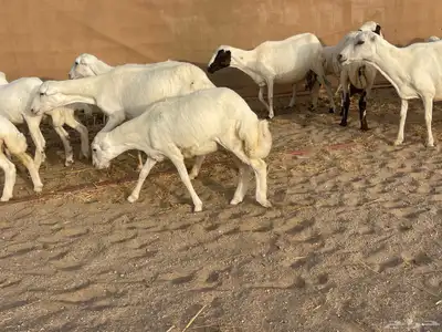 غنم رفيديات خلفات 4