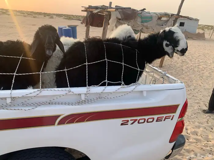 طليان 2