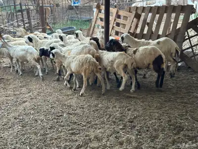 رخال رفيديات بلدي من 550 9