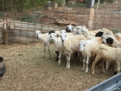 رخال رفيديات بلدي من 550 16