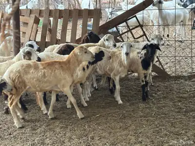 رخال رفيديات بلدي من 550 3