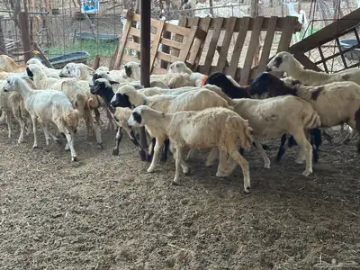 رخال رفيديات بلدي من 550 10