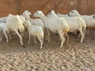 غنم رفيديات خلفات 8