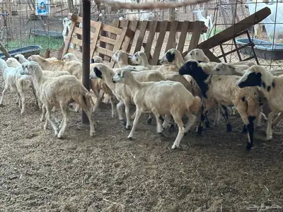 رخال رفيديات بلدي من 550 12