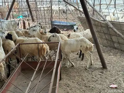 رخال رفيديات بلدي من 550 13