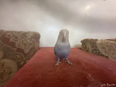 روز أليف فيشر جميل يجي معه أكله 5