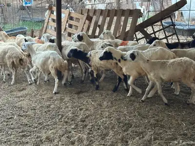 رخال رفيديات بلدي من 550 11