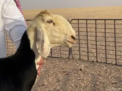 نجديات صنف 0