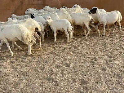غنم رفيديات خلفات 1