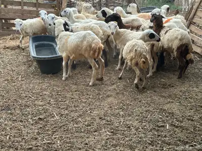 رخال رفيديات بلدي من 550 8