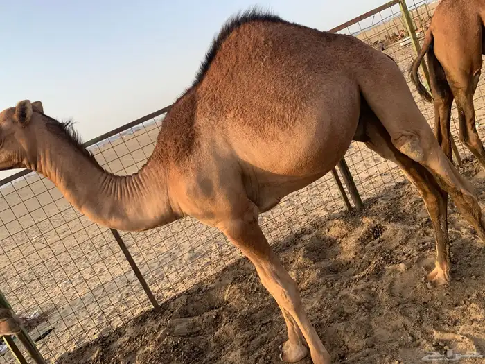 قعدان فاخره لأهل المناسبات والزواجات العدد 2 0