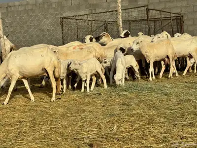 ضان رفيد صمع خصم مراح نظيف 8