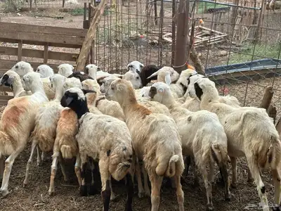 رخال رفيديات بلدي من 550 0