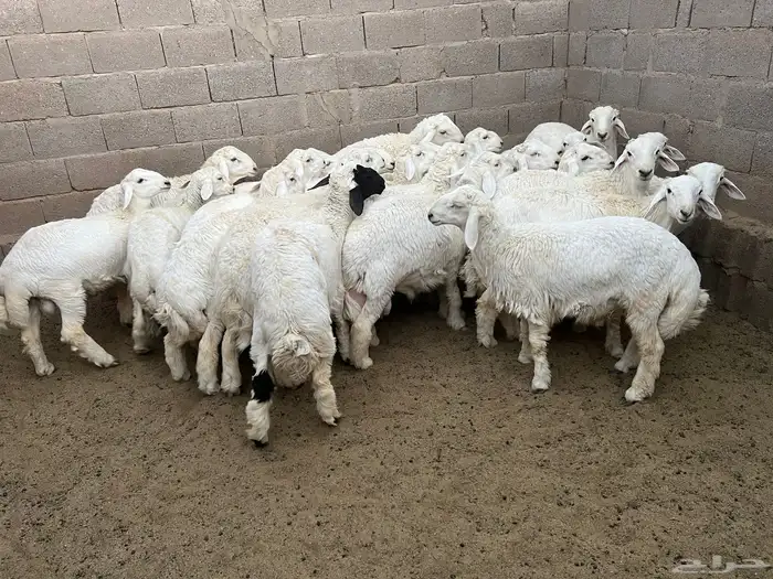 طليان حريات 0