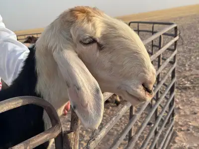 نجديات صنف 1